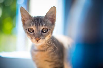 Close-up portrait of a cat