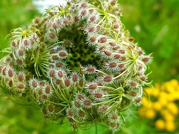 Close-up of fresh cactus flowers