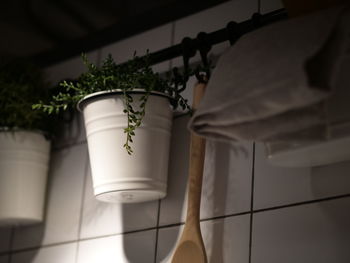 Low angle view of potted plant hanging on wall