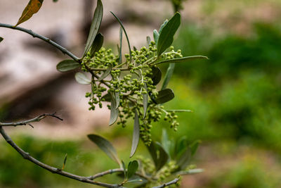 Close-up of plant growing outdoors