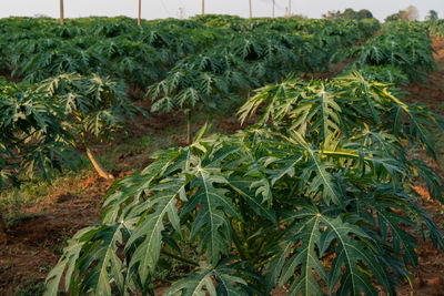 Close-up of fresh corn field