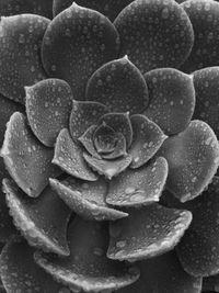 Close-up of flowers