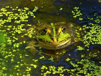 Portrait of turtle in lake