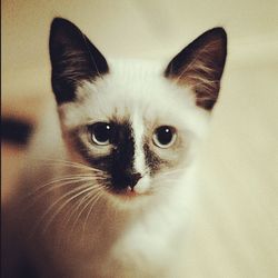 Close-up portrait of a cat