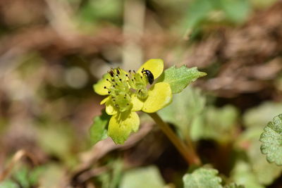 Close-up of yellow flower
