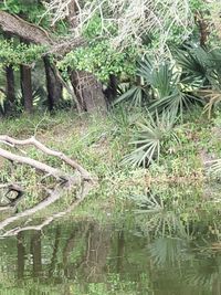 Scenic view of lake in forest