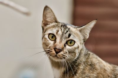 Close-up portrait of a cat