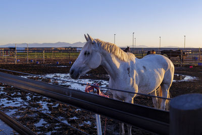 Bay horse standing on the farm, split rail metal fence in a pasture, mountain view in the background