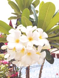 Close-up of fresh white flowers blooming outdoors