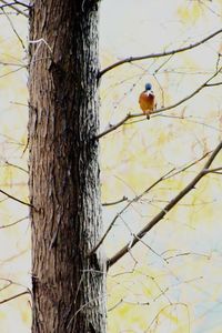 Low angle view of bird perching on tree