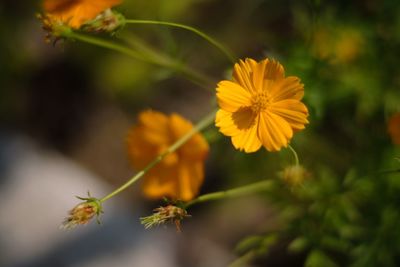 Close-up of yellow flowering plant