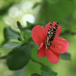 Close-up of butterfly pollinating on flower