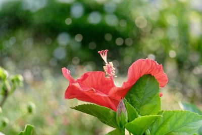 Close-up of red hibiscus on plant