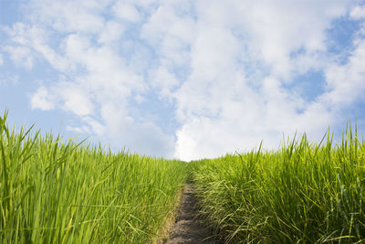 Scenic view of grassy field against sky