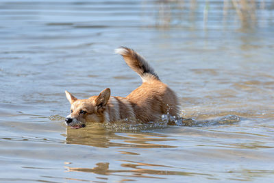 View of dog swimming in water