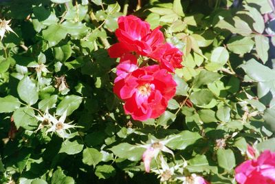 Close-up of pink flowers blooming outdoors