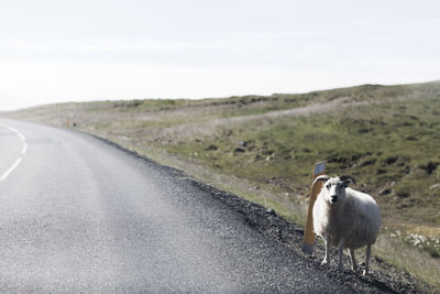 View of sheep on road