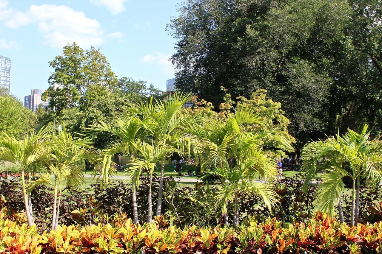 PLANTS GROWING IN A GARDEN