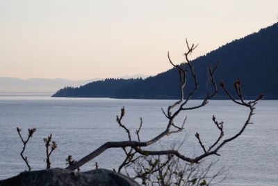 Bare tree by sea against clear sky