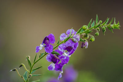 Close-up of purple flowering plant