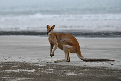 Full length of a horse on the beach