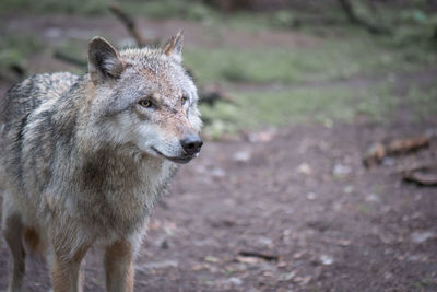 Wolf standing on field