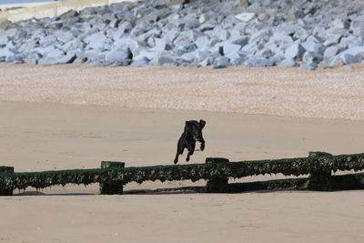 Dog on rock at beach