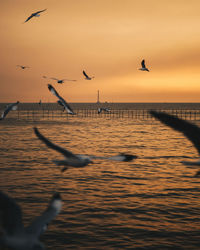 Seagull flying over sea during sunset