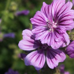 Close-up of pink flowers