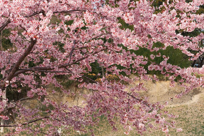 Pink cherry blossoms in spring