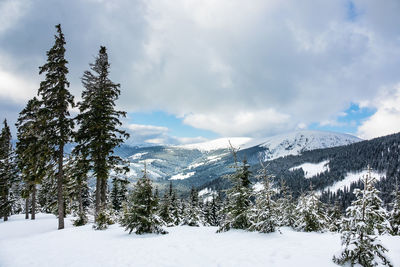 Pine trees on snow covered land against sky