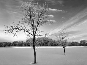 Bare tree on snow covered field against sky