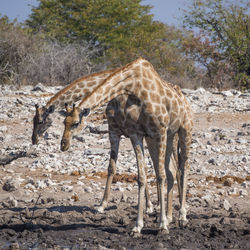 Two giraffes standing next to each other at etosha national park, namibia, africa