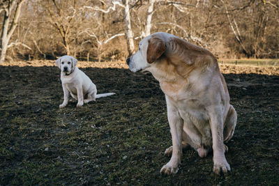 Portrait of a dog sitting on ground