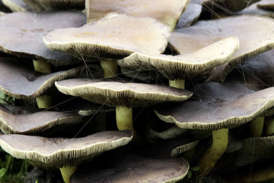 Close-up of mushrooms for sale in market