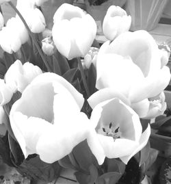 Close-up of white flowers blooming outdoors