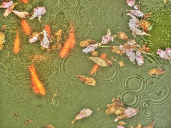 High angle view of koi carps swimming in water