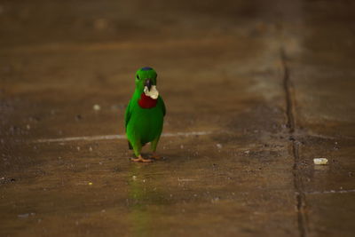 Close-up of a bird on table