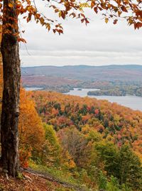 Scenic view of tree by mountain against sky during autumn