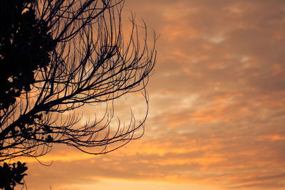 Low angle view of silhouette tree against orange sky