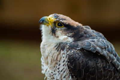 Close-up of hawk perching