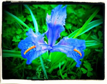 Close-up of purple iris blooming outdoors