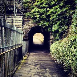 Narrow walkway along trees