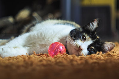 Portrait of cat lying on floor