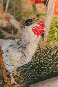 Close-up of rooster in cage