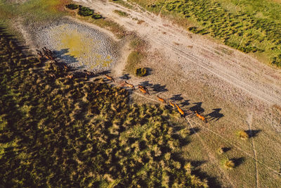 High angle view of crab on land