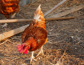 Close-up of rooster in farm