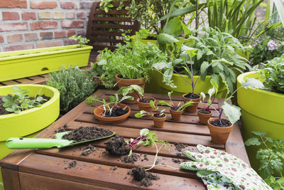 Potted plants in yard