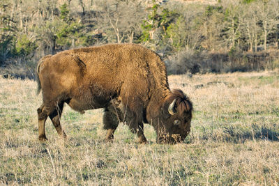Lion in a field