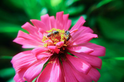 Close-up of honey bee on pink cosmos flower